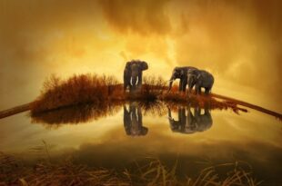 elephant-poems