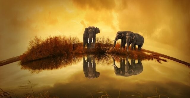 elephant-poems