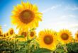 sunflower-poems