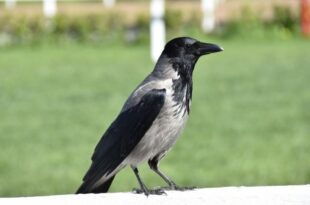 crow-poems