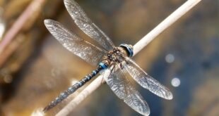 dragonfly-poems
