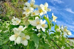 daffodil-poems