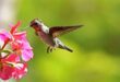 hummingbird-poems