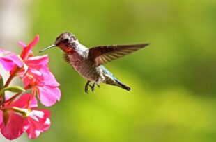 hummingbird-poems