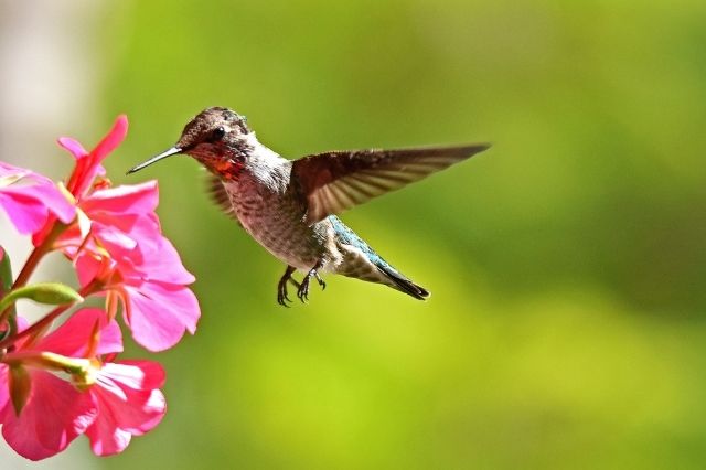 62 Hummingbird Poems to Heal and Love - khamush.com