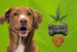 curious-about-cbd-for-canine-heart-murmurs