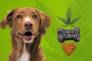 curious-about-cbd-for-canine-heart-murmurs