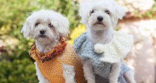 comprehensive-guide-on-dog-apparel-and-accessories