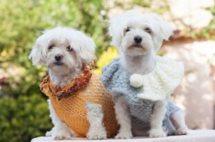 comprehensive-guide-on-dog-apparel-and-accessories
