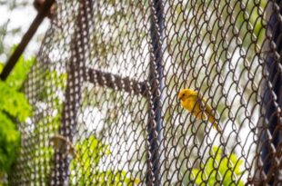 diy-vs-commercial-which-anti-bird-netting-is-more-durable