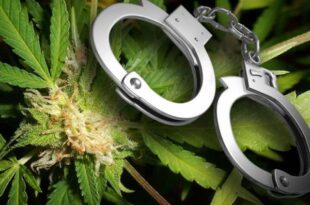 weed-in-arkansas-understanding-felony-limits-and-legal-consequences